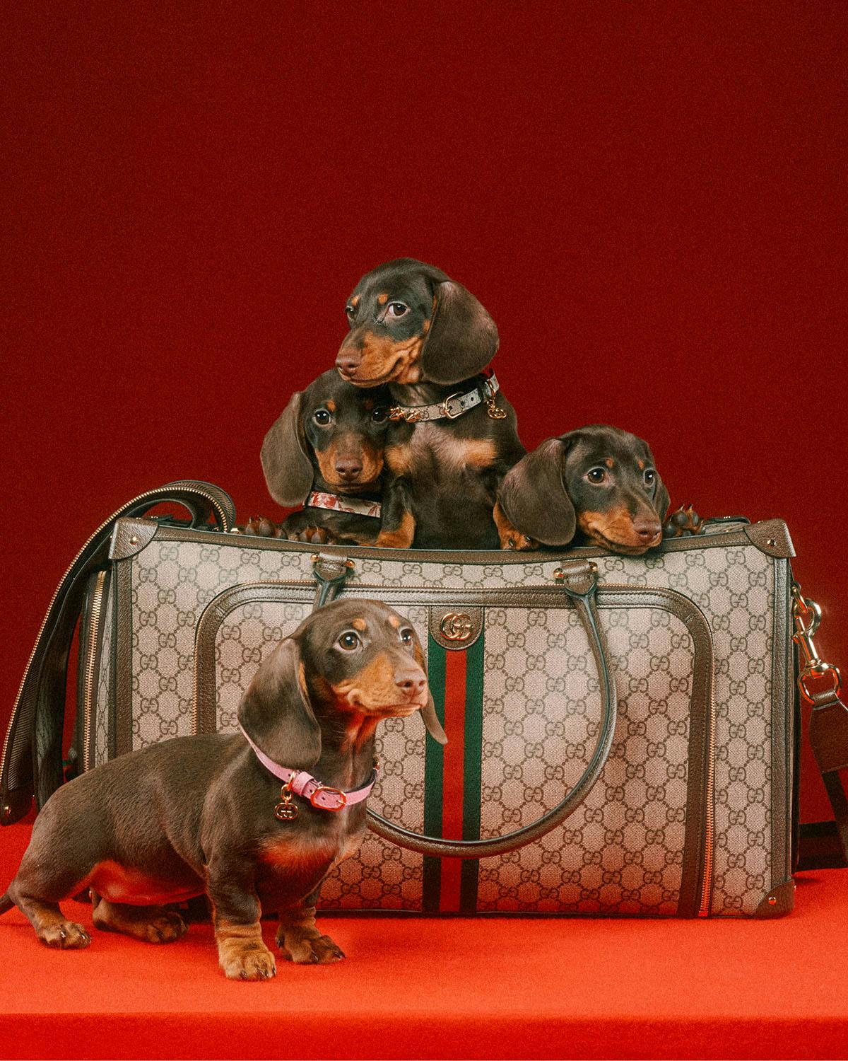 gucci bag for dogs